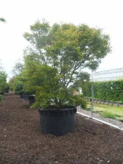 Japanse Esdoorn (Acer Palmatum) -DIRECTPLANT Winkel acer palmatum 350 400 c1000