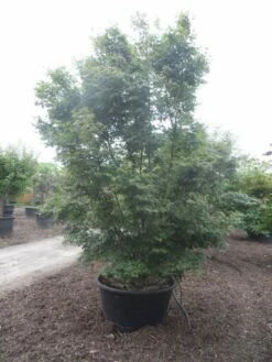 Japanse Esdoorn (Acer Palmatum) -DIRECTPLANT Winkel acer palmatum 350 400 c500