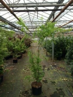 Japanse Esdoorn (Acer Palmatum 'Aoyagi') -DIRECTPLANT Winkel acer palmatum aoyagi 175 200 1