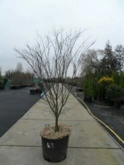 Japanse Esdoorn (Acer Palmatum 'Atropurpureum') -DIRECTPLANT Winkel acer palmatum atropurpureum 200 250 c110 1