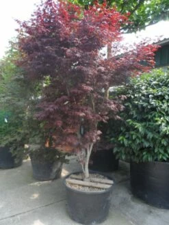 Japanse Esdoorn (Acer Palmatum 'Atropurpureum') 22 Japanse Esdoorn (Acer Palmatum 'Atropurpureum') -DIRECTPLANT Winkel acer palmatum atropurpureum 250 300 c285