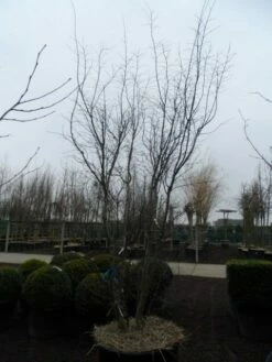 Japanse Esdoorn (Acer Palmatum 'Atropurpureum') -DIRECTPLANT Winkel acer palmatum atropurpureum 300 350 c350 1