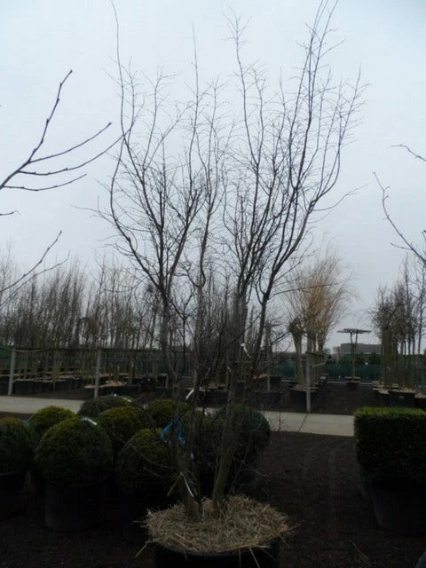 Japanse Esdoorn (Acer Palmatum 'Atropurpureum') 15 Japanse Esdoorn (Acer Palmatum 'Atropurpureum') - Afbeelding 13