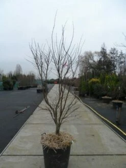 Japanse Esdoorn (Acer Palmatum 'Fireglow') -DIRECTPLANT Winkel acer palmatum atropurpureum fireglow 200 250 c110