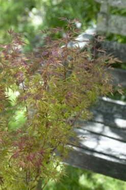 Japanse Esdoorn (Acer Palmatum 'Beni-komachi')