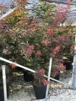 Japanse Esdoorn (Acer Palmatum 'Bloodgood') -DIRECTPLANT Winkel acer palmatum bloodgood 1