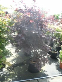 Japanse Esdoorn (Acer Palmatum 'Bloodgood') -DIRECTPLANT Winkel acer palmatum bloodgood 150 175 c50 extra 1