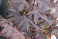 Japanse Esdoorn (Acer Palmatum 'Bloodgood') -DIRECTPLANT Winkel acer palmatum bloodgood 2 1