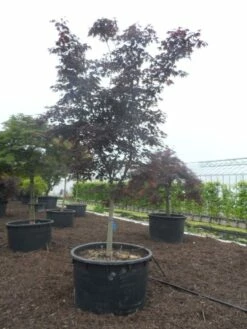 Japanse Esdoorn (Acer Palmatum 'Bloodgood') -DIRECTPLANT Winkel acer palmatum bloodgood halfstam c750