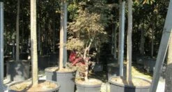 Japanse Esdoorn (Acer Palmatum 'Butterfly') -DIRECTPLANT Winkel acer palmatum butterfly 100 125