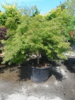 Japanse Esdoorn (Acer Palmatum 'Dissectum') -DIRECTPLANT Winkel acer palmatum dissectum 125 150 175 c200 struikvorm extra 1