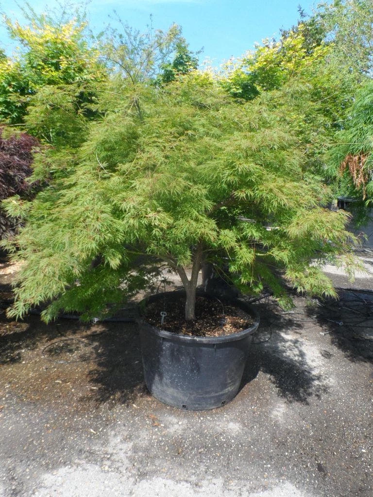 Japanse Esdoorn (Acer Palmatum 'Dissectum') 7 Japanse Esdoorn (Acer Palmatum 'Dissectum') - Afbeelding 5