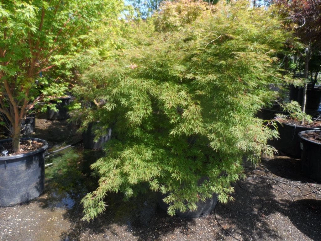 Japanse Esdoorn (Acer Palmatum 'Dissectum') 6 Japanse Esdoorn (Acer Palmatum 'Dissectum') - Afbeelding 4