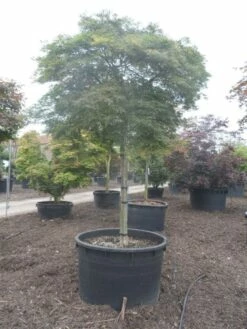 Japanse Esdoorn (Acer Palmatum 'Dissectum') 32 Japanse Esdoorn (Acer Palmatum 'Dissectum') -DIRECTPLANT Winkel acer palmatum dissectum 25 30ho c750 2