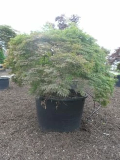 Japanse Esdoorn (Acer Palmatum 'Dissectum') -DIRECTPLANT Winkel acer palmatum dissectum halfstam c750 solitair extra 2 1