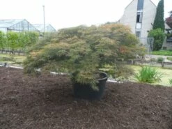 Japanse Esdoorn (Acer Palmatum 'Dissectum') -DIRECTPLANT Winkel acer palmatum dissectum rubrum solitair extra 1