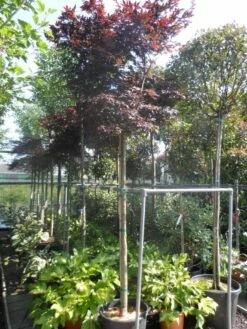 Japanse Esdoorn (Acer Palmatum 'Fireglow') -DIRECTPLANT Winkel acer palmatum fireglow 12 14ho cont