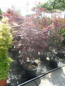 Japanse Esdoorn (Acer Palmatum 'Fireglow') -DIRECTPLANT Winkel acer palmatum fireglow 150 175 c50