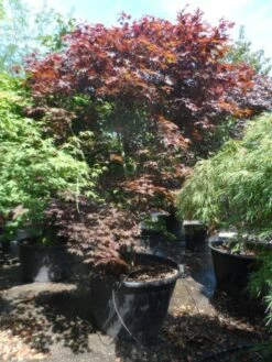Japanse Esdoorn (Acer Palmatum 'Fireglow') -DIRECTPLANT Winkel acer palmatum fireglow 250 300 c500