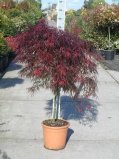 Japanse Esdoorn (Acer Palmatum 'Garnet') -DIRECTPLANT Winkel acer palmatum garnet halfstam c25 1