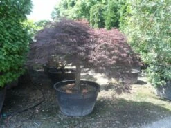 Japanse Esdoorn (Acer Palmatum 'Garnet') -DIRECTPLANT Winkel acer palmatum garnet halfstam c500 extra 1