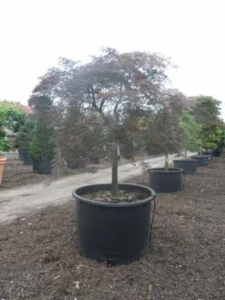 Japanse Esdoorn (Acer Palmatum 'Garnet') -DIRECTPLANT Winkel acer palmatum garnet halfstam c750 solitair extra