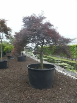 Japanse Esdoorn (Acer Palmatum 'Garnet') -DIRECTPLANT Winkel acer palmatum garnet halfstam c750 solitair extra 4