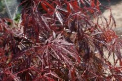 Japanse Esdoorn (Acer Palmatum 'Inabe-shidare') -DIRECTPLANT Winkel acer palmatum inaba shidare 1 1