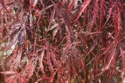 Japanse Esdoorn (Acer Palmatum 'Inabe-shidare') -DIRECTPLANT Winkel acer palmatum inaba shidare 2 1