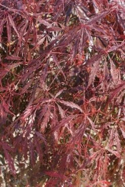 Japanse Esdoorn (Acer Palmatum 'Inabe-shidare') -DIRECTPLANT Winkel acer palmatum inaba shidare 4 1