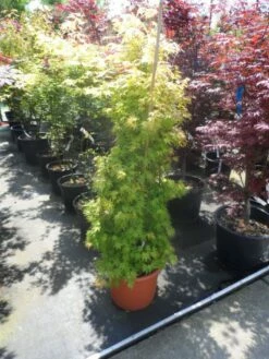 Japanse Esdoorn (Acer Palmatum 'Orange Dream') -DIRECTPLANT Winkel acer palmatum orange dream 125 150 c25