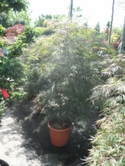 Japanse Esdoorn (Acer Palmatum 'Ornatum') 20 Japanse Esdoorn (Acer Palmatum 'Ornatum') -DIRECTPLANT Winkel acer palmatum ornatum 125 150 c25