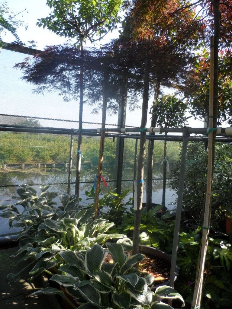 Japanse Esdoorn (Acer Palmatum 'Ornatum') 12 Japanse Esdoorn (Acer Palmatum 'Ornatum') - Afbeelding 10