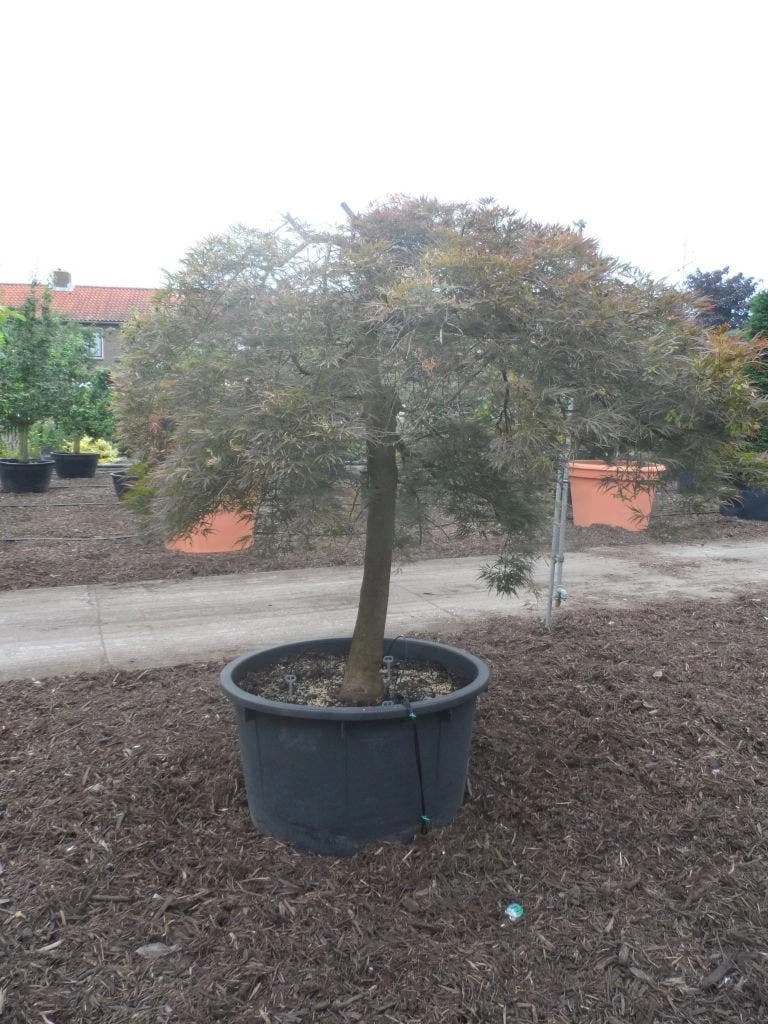 Japanse Esdoorn (Acer Palmatum 'Ornatum') 9 Japanse Esdoorn (Acer Palmatum 'Ornatum') - Afbeelding 7