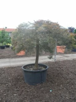 Japanse Esdoorn (Acer Palmatum 'Ornatum') 18 Japanse Esdoorn (Acer Palmatum 'Ornatum') -DIRECTPLANT Winkel acer palmatum ornatum halfstam c500 solitair extra