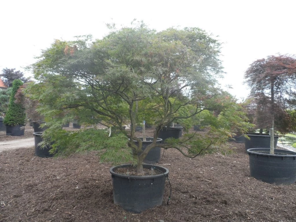 Japanse Esdoorn (Acer Palmatum 'Ornatum') 10 Japanse Esdoorn (Acer Palmatum 'Ornatum') - Afbeelding 8