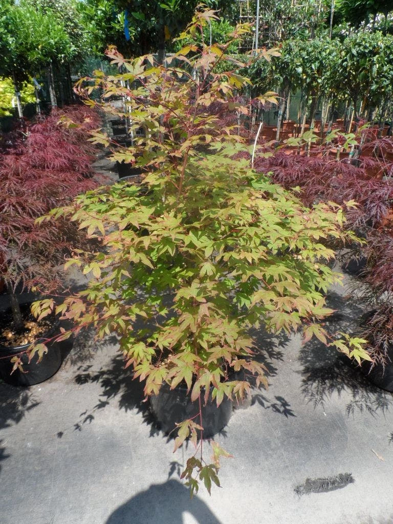 Japanse Esdoorn (Acer Palmatum 'Osakazuki') 7 Japanse Esdoorn (Acer Palmatum 'Osakazuki') - Afbeelding 5