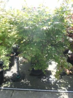 Japanse Esdoorn (Acer Palmatum 'Osakazuki') -DIRECTPLANT Winkel acer palmatum osakazuki 150 175 c70 extra