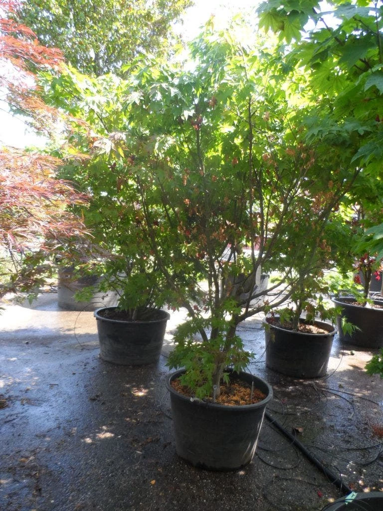 Japanse Esdoorn (Acer Palmatum 'Osakazuki') 11 Japanse Esdoorn (Acer Palmatum 'Osakazuki') - Afbeelding 9