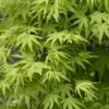 Japanse Esdoorn (Acer Palmatum 'Ryusen') -DIRECTPLANT Winkel acer palmatum ryusen 1