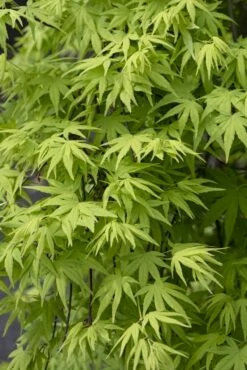 Japanse Esdoorn (Acer Palmatum 'Ryusen')