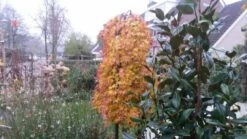 Japanse Esdoorn (Acer Palmatum 'Ryusen') -DIRECTPLANT Winkel acer palmatum ryusen herfstkleur 3 1