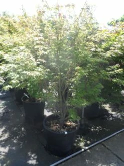 Japanse Esdoorn (Acer Palmatum 'Sangokaku') 22 Japanse Esdoorn (Acer Palmatum 'Sangokaku') -DIRECTPLANT Winkel acer palmatum sangokaku 175 200 c70