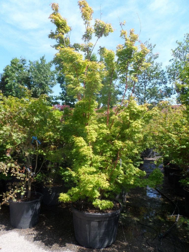 Japanse Esdoorn (Acer Palmatum 'Sangokaku') 12 Japanse Esdoorn (Acer Palmatum 'Sangokaku') - Afbeelding 10