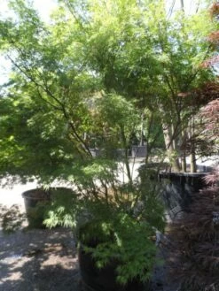 Japanse Esdoorn (Acer Palmatum 'Seiryu') -DIRECTPLANT Winkel acer palmatum seiryu 225 250 c160