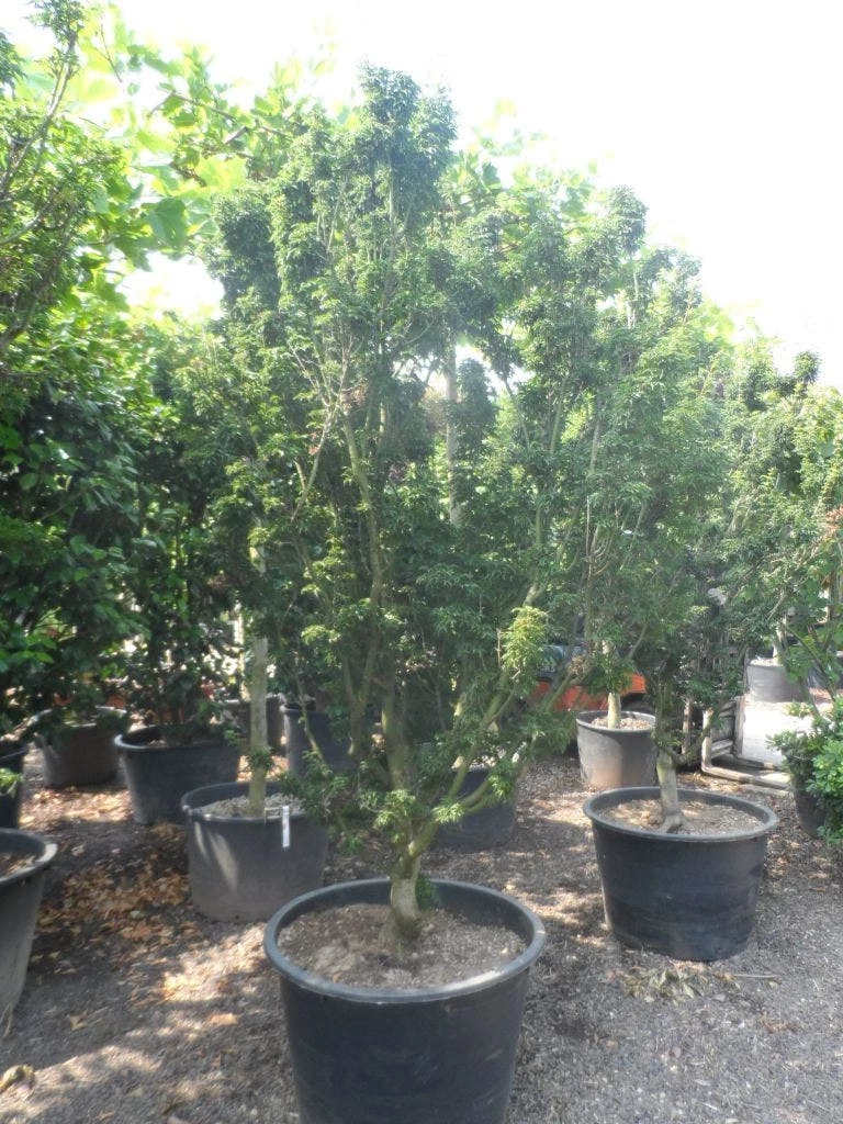 Japanse Esdoorn (Acer Palmatum 'Shishigashira') 7 Japanse Esdoorn (Acer Palmatum 'Shishigashira') - Afbeelding 5