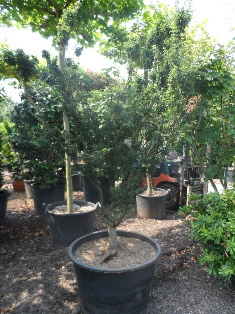 Japanse Esdoorn (Acer Palmatum 'Shishigashira') 6 Japanse Esdoorn (Acer Palmatum 'Shishigashira') - Afbeelding 4