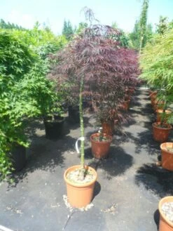 Japanse Esdoorn Op Stam (Acer Palmatum 'Tamuke Yama') -DIRECTPLANT Winkel acer palmatum tamukeyama halfstam c12