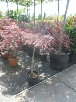 Japanse Esdoorn Op Stam (Acer Palmatum 'Tamuke Yama') -DIRECTPLANT Winkel acer palmatum tamukeyama halfstam c20 1