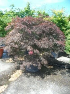 Japanse Esdoorn Op Stam (Acer Palmatum 'Tamuke Yama') -DIRECTPLANT Winkel acer palmatum tamukeyama halfstam c200 extra 1